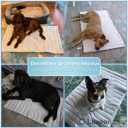 PawsChill™ – Le tapis rafraîchissant innovant pour chiens