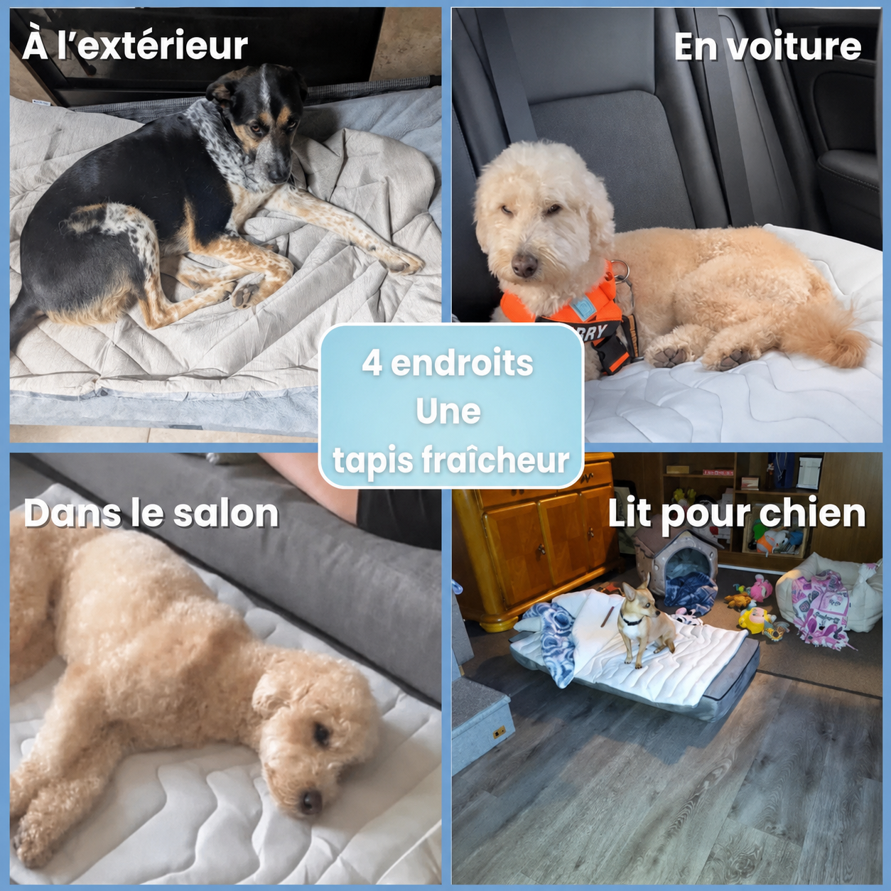 PawsChill™ – Le tapis rafraîchissant innovant pour chiens