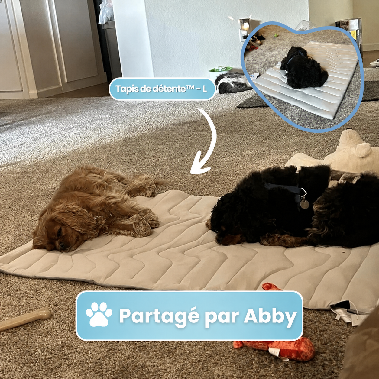 PawsChill™ – Le tapis rafraîchissant innovant pour chiens