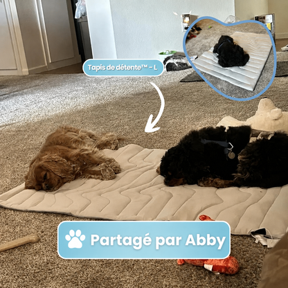 PawsChill™ – Le tapis rafraîchissant innovant pour chiens