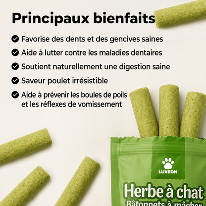 Bâtonnets de dentition à l’herbe à chat