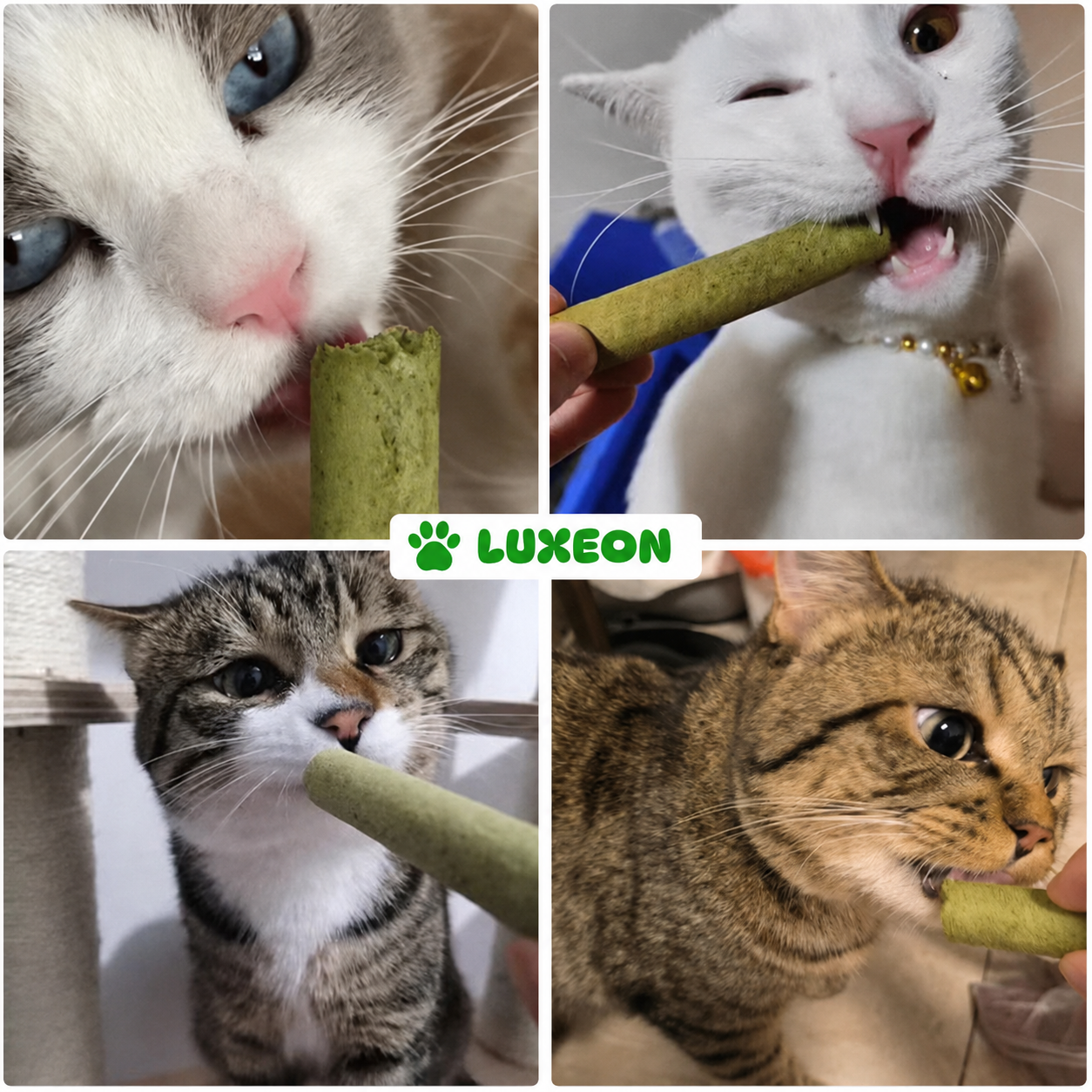 Bâtonnets de dentition à l’herbe à chat