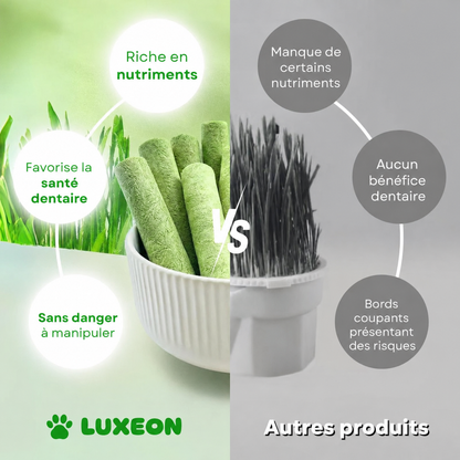 Bâtonnets de dentition à l’herbe à chat