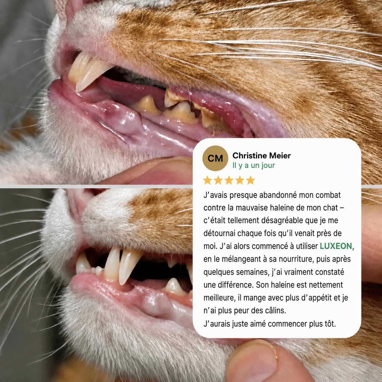 Protège ton chat de la plaque dentaire et des factures vétérinaires coûteuses