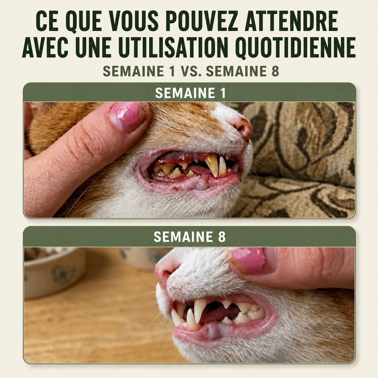 Protège ton chat de la plaque dentaire et des factures vétérinaires coûteuses