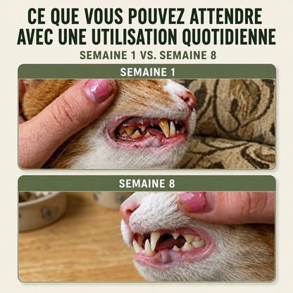 Protège ton chat de la plaque dentaire et des factures vétérinaires coûteuses