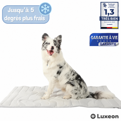 PawChill™ – Le tapis rafraîchissant innovant pour chiens