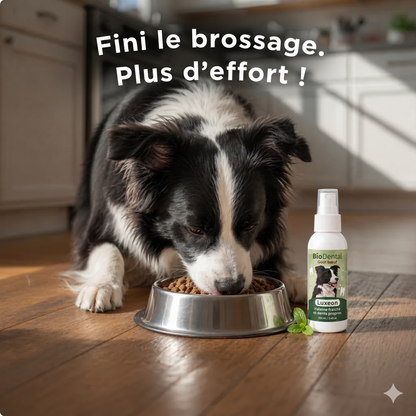 Spray dentaire Luxeon™