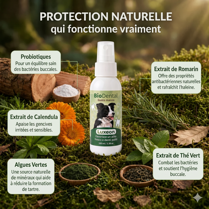 Spray dentaire Luxeon™