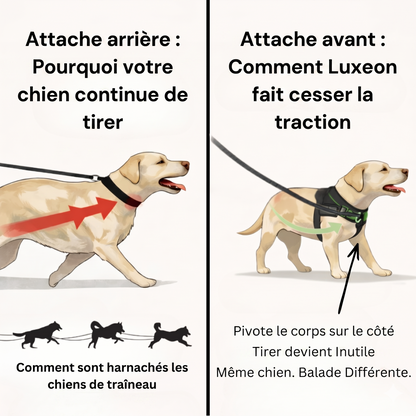 Harnais pour chien anti-traction Luxeon