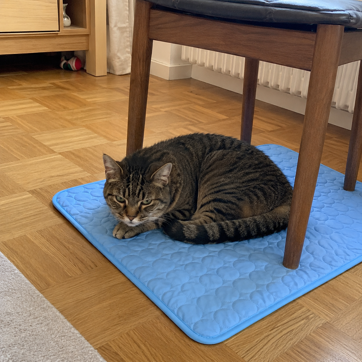 Les chats l’adoptent vraiment