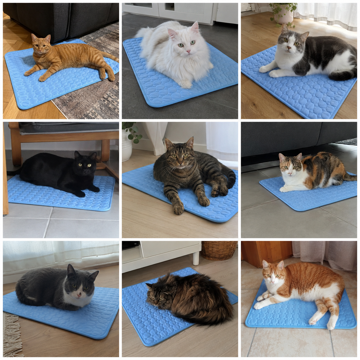 Adopté par plus de 10 000 foyers