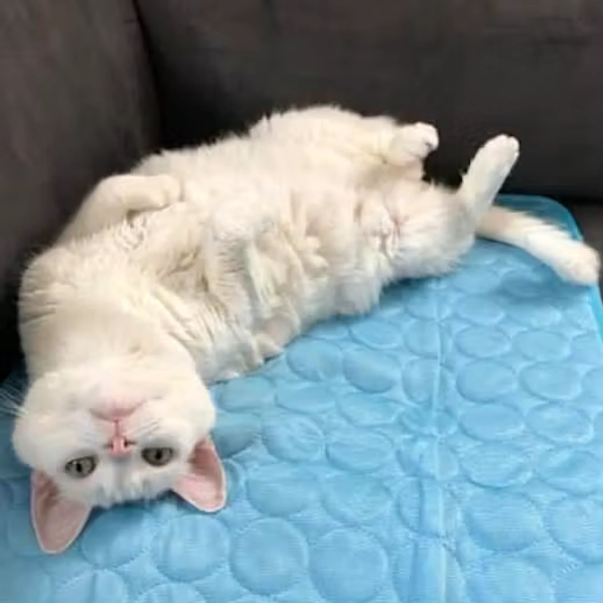 Avis client — chat allongé au frais