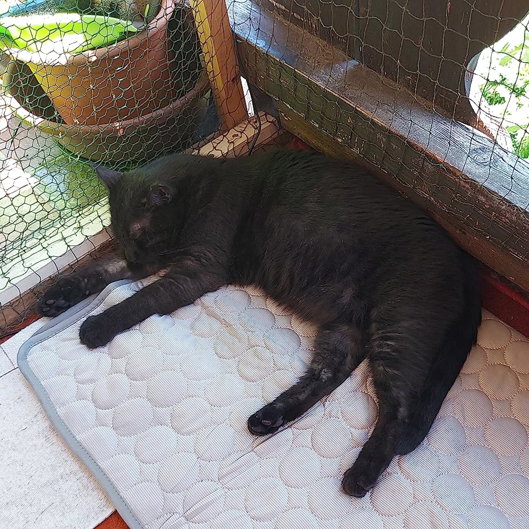 Avis client — chat sur tapis rafraîchissant
