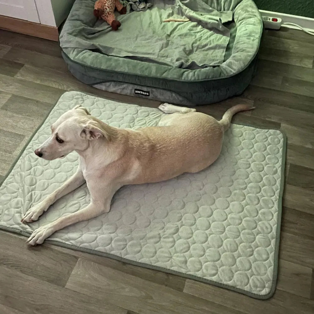 Avis client — chien allongé au frais