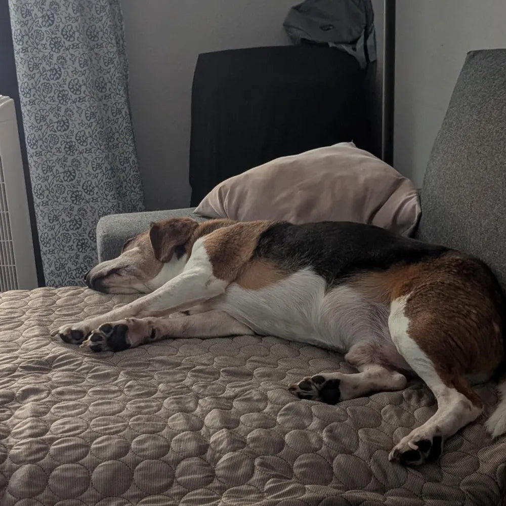 Avis client — chien sur tapis rafraîchissant